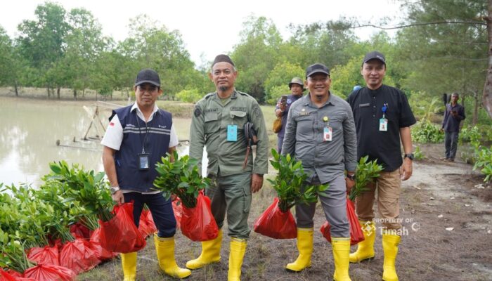 Lewat Program TJSL, PT TIMAH Tbk Tanam Belasan Ribu Mangrove di Kundur dan Meranti untuk Jaga Ekosistem Pesisir
