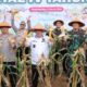 Gubernur Babel Hadiri Panen Raya Jagung Serentak Dukung Swasembada Pangan Nasional