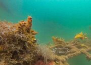 PT TIMAH Tbk Lepas 45 Unit Coral Garden di 2025, Dukung Ekosistem Laut dan Pariwisata Bahari