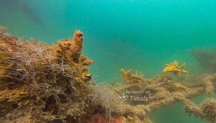 PT TIMAH Tbk Lepas 45 Unit Coral Garden di 2025, Dukung Ekosistem Laut dan Pariwisata Bahari