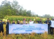 Dukung Pemberdayaan Masyarakat, PT TIMAH Kembangkan Pertanian Jagung di Lahan Pasca tambang Bersama Kelompok Tani di Belitung