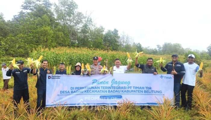 Dukung Pemberdayaan Masyarakat, PT TIMAH Kembangkan Pertanian Jagung di Lahan Pasca tambang Bersama Kelompok Tani di Belitung