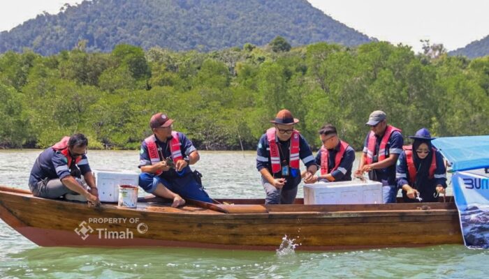 Jaga Ekosistem dan Ekonomi Pesisir, PT TIMAH (Persero) Tbk  Restocking 1.400 Kepiting Bakau di Kepulauan Riau 