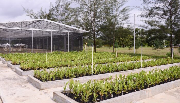 Komitmen Pengelolaan Lingkungan, PT TIMAH Reklamasi Ratusan Hektar Lahan Pasca Tambang di Bangka Belitung