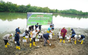 Kolaborasi PT TIMAH, Pemerintah Kabupaten Bangka dan Warga Ubah Kolong AKHLAK Jadi Kawasan Produktif