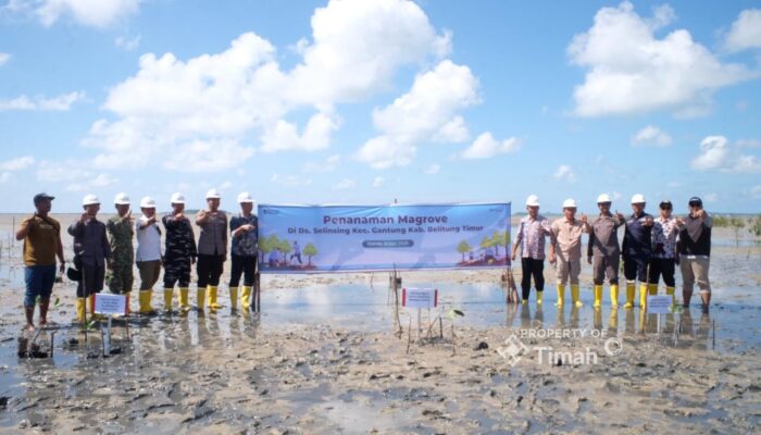 Dari Pesisir Belitung Timur, PT TIMAH dan Masyarakat Bergerak Jaga Alam Lewat Penanaman Mangrove di Pantai Mudong