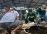 Karyawan PT TIMAH Bergotong Royong Salurkan Daging Kurban untuk Masyarakat di Bangka Barat