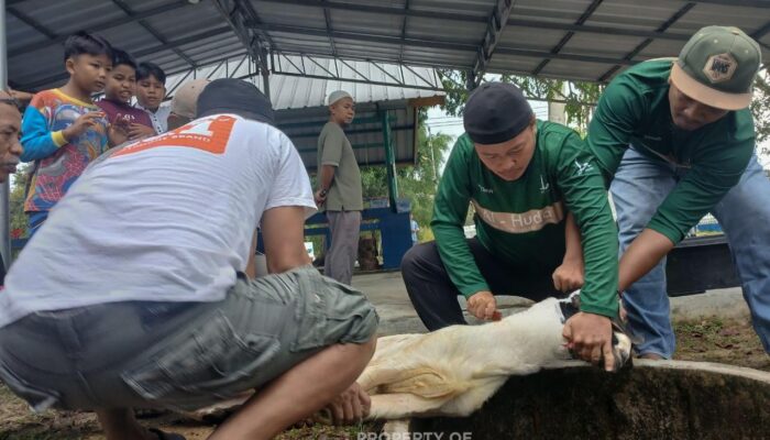 Karyawan PT TIMAH Bergotong Royong Salurkan Daging Kurban untuk Masyarakat di Bangka Barat