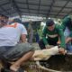 Karyawan PT TIMAH Bergotong Royong Salurkan Daging Kurban untuk Masyarakat di Bangka Barat