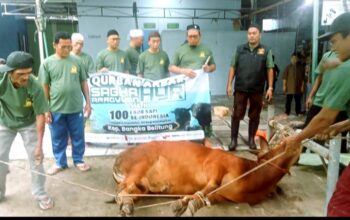 DKM Al Hidayah Tuatunu Sembelih 11 Sapi dan 9 Kambing, Distribusikan 530 Kantong Daging Kurban