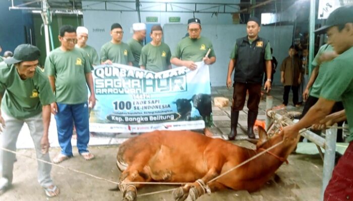 DKM Al Hidayah Tuatunu Sembelih 11 Sapi dan 9 Kambing, Distribusikan 530 Kantong Daging Kurban