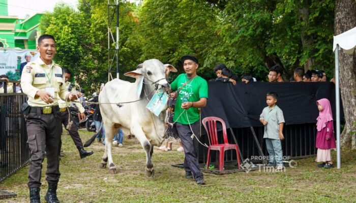 PT TIMAH Salurkan Ratusan Hewan Kurban di Momen Idul Adha, Kepala Daerah Apresiasi Konsistensi Berbagi untuk Masyarakat