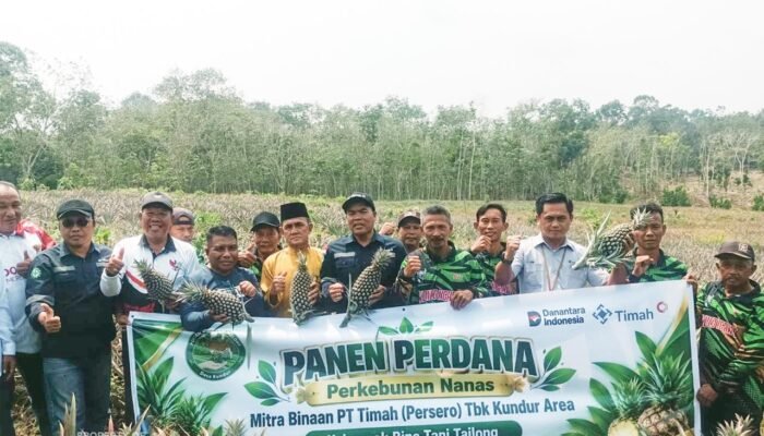 Panen Nanas Perdana, Kelompok Tani Bina Tani Tailong Binaan PT TIMAH Buktikan Potensi Pertanian Kundur Bisa Gerakan Ekonomi